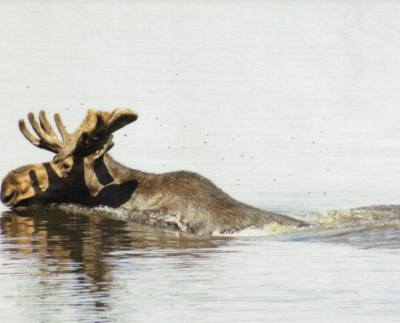 Moose at Keenoa Lake, Kapuskasing by Helene Migneault