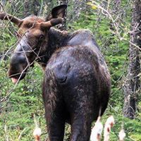 Moose in Fauquier by Timothy Ellis